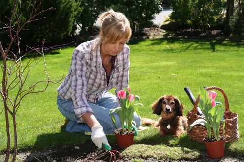 Healthy trees enhancing property value in Yeading
